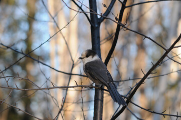 Grey Jay Stock Photos. Close-up profile view perched on a tree branch displaying feathers, beak, tail, plumage with a blur forest background in its environment in the winter season. Image. Picture. 