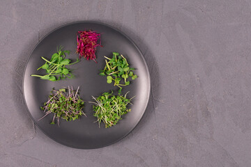Sprouts on a gray plate on a gray background. Microgreens, radishes, mustard, arugula, peas,...