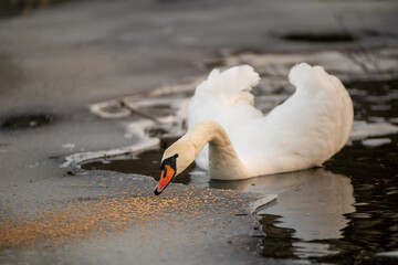 Mute Swans on the River. Birds in winter, snow and ice