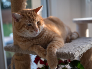 ginger cat resting on his home lounger, sleep relaxing