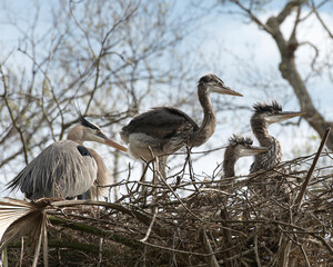 Blue Heron Stock Photos. Blue Heron birds on nest.  Blue Heron Picture. Image. Portrait. Baby bird