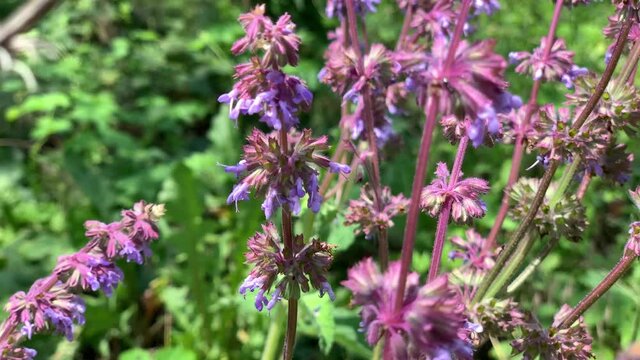 Bee collecting pollen on the flowers of Salvia in the wild