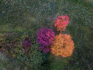 Fototapeta na wymiar Autumn background texture. Trees and fallen leaves on the ground. Top view.