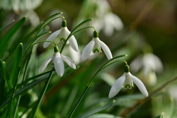 Snowdrops, Jersey, U.K. spring seasonal flowers bloom on the forest floor, shot with a macro lens.