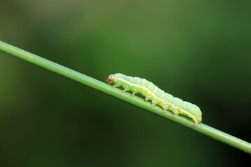 Moth larvae on wild plants, North China