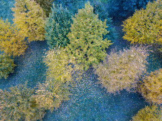 Autumn background texture. Trees and fallen leaves on the ground. Top view.