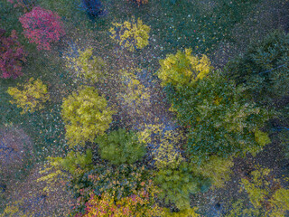 Fototapeta na wymiar Autumn background texture. Trees and fallen leaves on the ground. Top view.