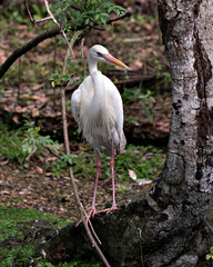 White Heron Stock Photos. Close-up profile view standing on trunk tree displaying beautiful white colour feathers plumage, with a foliage background in its environment and habitat. Image. Picture. 