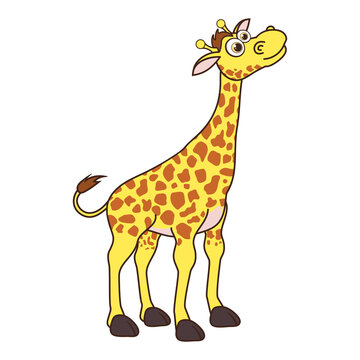 Giraffe. Cartoon character young Giraffe isolated on white background. Template of cute african animal. Education card for kids learning animals. Suitable for decorate. Vector design in cartoon style.