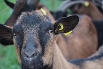 Fototapeta premium chèvre