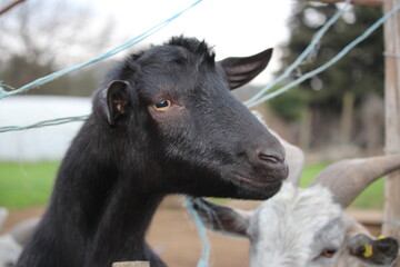 Fototapeta premium brebis chèvre