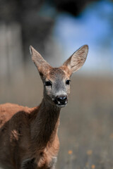 Roe deer, (capreolus capreolus) in a meadow in the spring nature. Wild animal, portrait