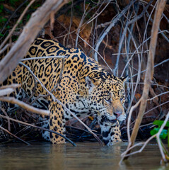 Brazilian Jaguar steps in to water to hunt