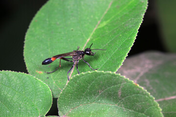 Bee insects on wild plants, North China