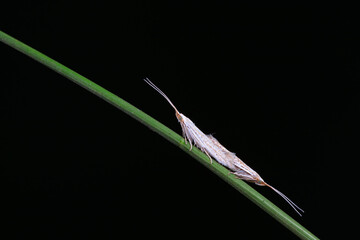 Moths mate on wild plants, North China