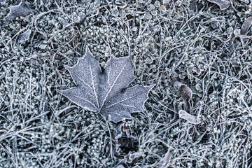 A frozen maple leaf on the ground. Winter land