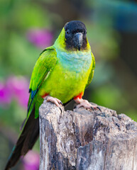 Colorful nanday parakeet sits on tree stump in the forest of Pantanal