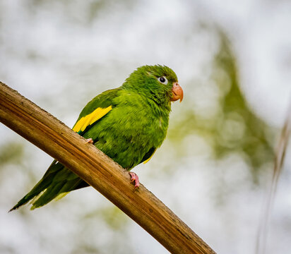 Close up of White eyed parakeet in the wild of South America.