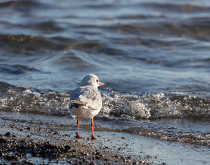 Möwe