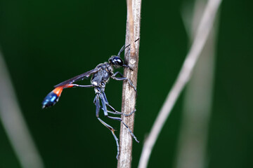 Mud bees on wild plants, North China