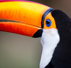 Extreme close up of the colorful toco toucan.