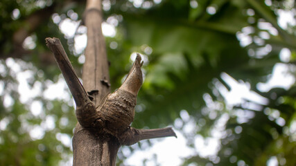 Close-up image of the bamboo knot. It can be used as a background image.