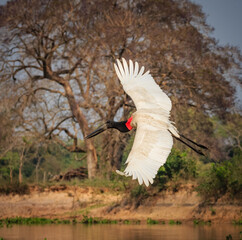 Flying jabiru stork comes in for landing on shoreline of river. © Jo