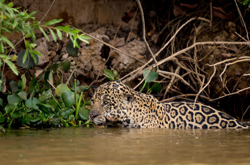 Fototapeta na wymiar Jaguar from the Pantanal, stalks his prey while hiding in the water.r