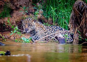 Fototapeta na wymiar Jaguar hides in the water of the river while hunting