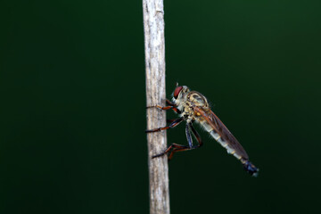 Tabanus insectivorus lives on wild plants in North China
