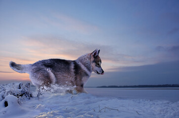 adorable puppy playing on the background of the sunset snowy shore 