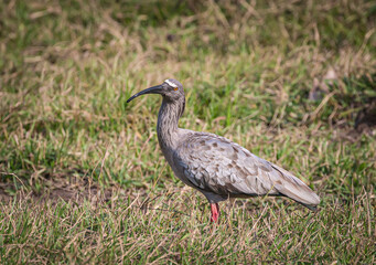 Plumbeous Ibis or Macarico Real bird in Mato Grosso in Pantanal.