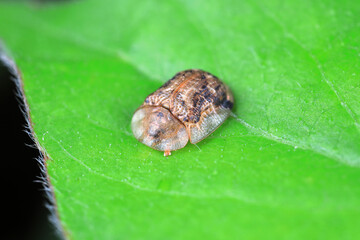 An insect on a green leaf, North China