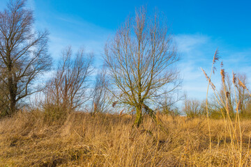 Field with reed, bushes and trees in wetland under a blue cloudy sky in sunlight in winter, Almere, Flevoland, The Netherlands, February 21, 2021