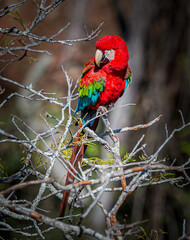 Red and green macaw in the wilds of Brazil