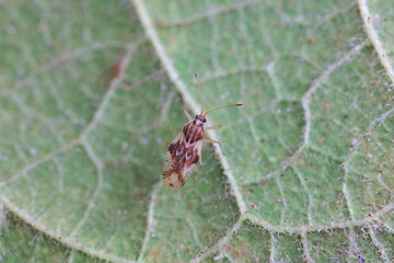 Bedbugs inhabit wild plants in North China