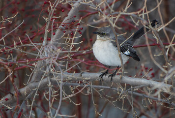 Northern mockingbird sitting pretty on a tree branch