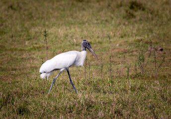Wood stork (Mycteria americana) walks through tall grass in Pantanal