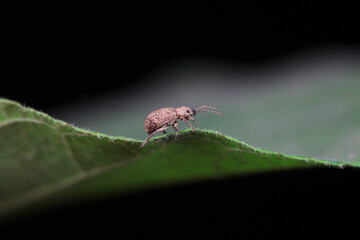 Weevil on wild plants, North China