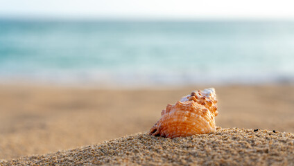 sea ​​shell on the beach sand with turquoise sea in the background - selective focus - copy space
