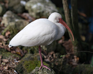 White Ibis stock photos. close-up profile view perched on a moss rock displaying white feather plumage with a blur background  in its environment and habitat. Image. Picture. Portrait.