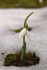 white flower in the snow