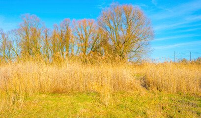 Fototapeta premium Field with reed, bushes and trees in wetland under a blue cloudy sky in sunlight in winter, Almere, Flevoland, The Netherlands, February 21, 2021