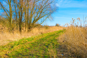 Fototapeta premium Field with reed, bushes and trees in wetland under a blue cloudy sky in sunlight in winter, Almere, Flevoland, The Netherlands, February 21, 2021