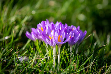 Purple Crocus Flowers with a Shallow Depth of Field