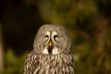 Portrait of Great grey owl, Strix nebulosa, with yellow eyes. Wildlife scene from Finland