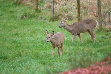 Naklejka na ściany i meble roe deer feeding in a field of green winter grass