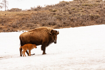 Bison with its Young Baby in Yellowstone National Park, Wyoming, USA