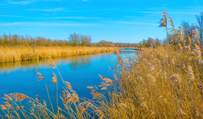 Reed along the edge of a lake in wetland under a bright blue cloudy sky in winter, Almere, Flevoland, The Netherlands, February 21, 2021