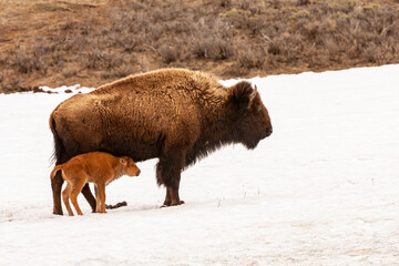 Bison with its Young Baby in Yellowstone National Park, Wyoming, USA © mitgirl